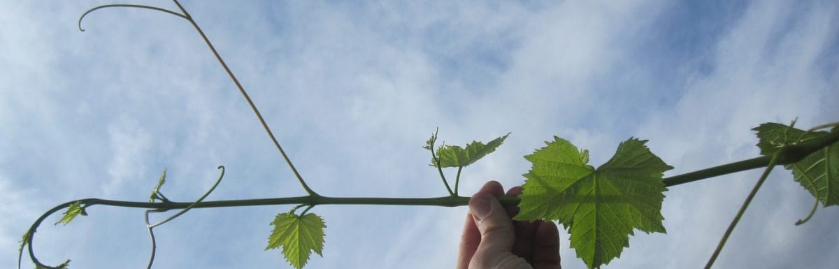 Virtual Viticulture Academy Fritz Westover's Hand Holding Grapevine to Sky